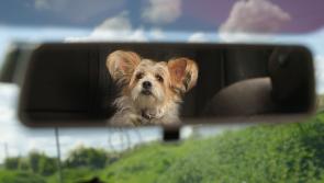 Pet warning issued with mini-heatwave expected in Ireland 