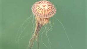 Know your jellyfish - and what to do (or not do!) if you get stung on a the beach