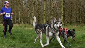 Calling all Kildare dog lovers: Pawsitive Fitness 'Woofborough' takes place this weekend 
