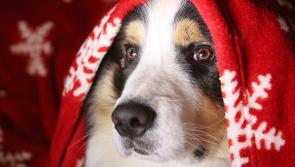 Kildare animal shelter announces Christmas Fair 2021