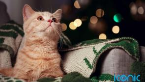 No Christmas Eve night out? Here are the benefits to staying in