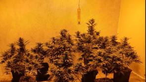 Man arrested after Gardai discover €150k worth of cannabis plants and herb