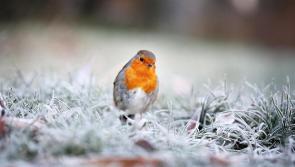 Frost and icy patches forecast for Co Kildare this weekend