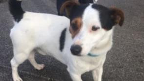 120 dogs rehomed by the KWWSPCA in 2019