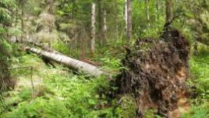 No help for landowners with diseased trees