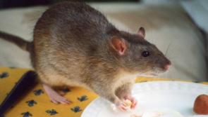 Rentokil warns Kildare businesses of change in National Rules for toxic baiting pest control