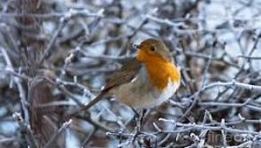 Weather forceast for the week ahead: dry but frosty weather 