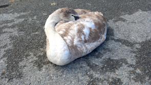 KILDARE: Swan injured by cable in mid flight accident rescued from car park