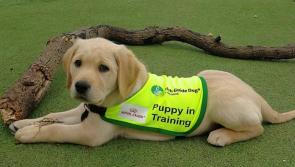 Irish Guide Dogs for the Blind need Puppy Raisers in Leinster