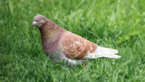 Kildare pigeon auction to be held for Autism Ireland
