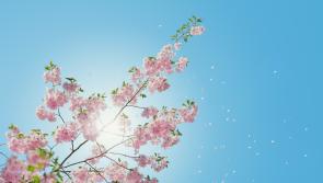 IRELAND WEATHER: Mainly dry for the weekend with temperatures hitting mid teens