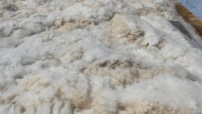 How Kildare's weeds are being savaged by dead sheep