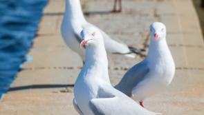 Warning issued to public over 'aggressive' pest birds