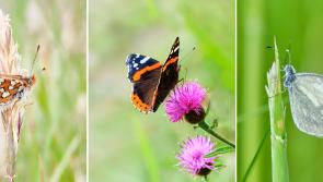 Photography exhibition with a Kildare theme