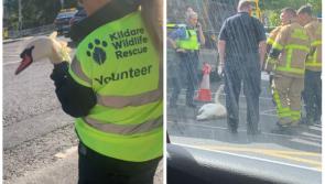Kildare experts rescue injured swan from Dublin street 