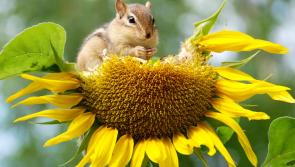 Biodiversity support packages on offer for residents associations in Newbridge, County Kildare