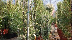 In the Garden with Jo