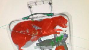 'Cat’s out of the bag' - Airport security staff spot pet inside a suitcase