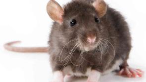 REVEALED: the pests which Rentokil got most callouts for last year 