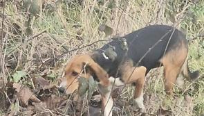 DSPCA seeking public's assistance to find ‘terrified’ mother dog on Kildare-Dublin border