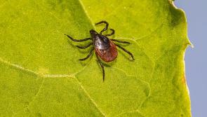 KILDARE: Call for more public information about disease risk in public places