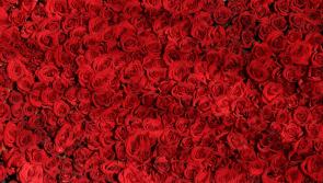 Kildare people urged to support Cystic Fibrosis Ireland ahead of ‘65 Roses Day’