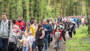 SLIDESHOW: Bluebells and Buskers mini festival in Killinthomas Woods, Rathangan 