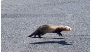 Appeal over ferret on the loose in town centre 