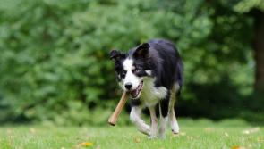 Free event to take place in Newbridge in aid of Kildare animal charity