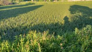 KILDARE: Concern over massive weed growth at Naas lakes