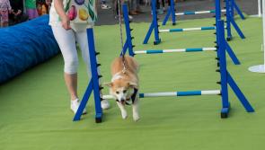 GALLERY: Pooch Parade 2023 as part of the Kildare Derby Festival
