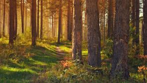 Almost €50,000 in funding allocated to Kildare forest parks and walking trails 