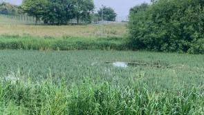 KILDARE: Weed growth at lakes 'is not damaging wildlife'
