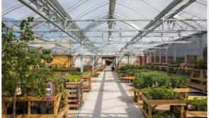 SOLAS: Free Plant and Seed Swap Event & Prosecco Day