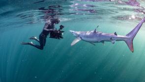 Talk discussing the underwater world of the North Atlantic to take place in Newbridge, County Kildare
