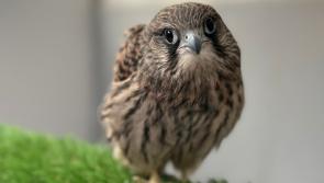 Kildare Wildlife Rescue and Kildare County Council join forces to host one-day biodiversity conference
