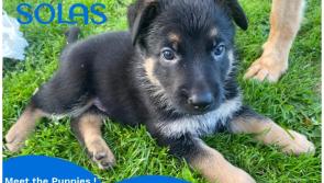 Fur, Finds, and Fun: Puppy love with farmers, craft & vintage markets weekend at SOLAS