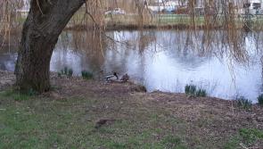 KILDARE: Farmers slurry threat to Naas lakes