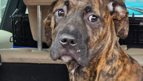 ‘We need help’ — Animal charity seeks donations as they rescue first dog of 2024