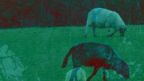 Band with links to Newbridge, County Kildare and featured at Electric Picnic releases first single