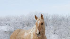 Kildare farmers and horse owners advised of risks during current cold weather by Senator