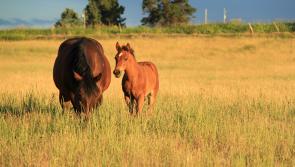 Plans to return land located near Naas, County Kildare, to agricultural use