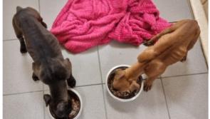 Emaciated puppies rescued from Kildare bog as 400 dogs surrendered to charity since Christmas