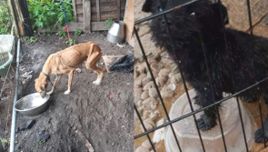 'Badly emaciated' dog and cable-tied puppy rescued from filthy conditions by ISPCA