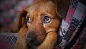 ‘We are begging’ — Dogs Trust fears abandonment crisis as hundreds of pets surrendered in just 1 month