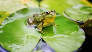 NEWS BRIEF: Safety concerns raised over North Kildare pond