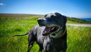 Kildare-based animal welfare group seeking donations to help ‘terrified’ injured Lurchers with broken legs