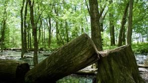 NOTICE: Kildare County Council to remove tree at high risk of felling
