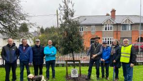 NEWS BRIEF: Permanent Remembrance Tree installed in Liffey Linear Park in Newbridge, County Kildare