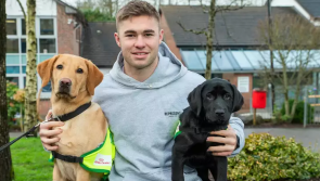 Irish Guide Dogs for the Blind are looking for puppy raisers